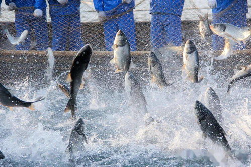 关于加强水产养殖用投入品监管的通知