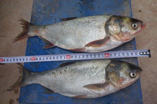 楚雄州稻田养鱼与增殖放流项目效果监测调查及畜牧渔业饲料销售关联分析