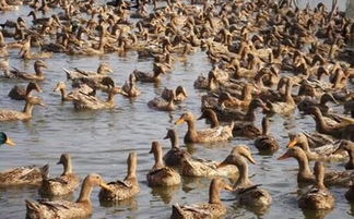 金锭鸭价格持续攀升，畜牧市场饲料兽药招商火爆