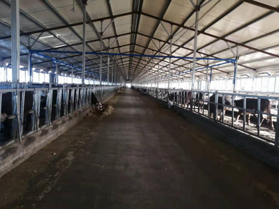 双鸭山市 龙头带动，牛业起航，畜牧渔业饲料销售新篇章