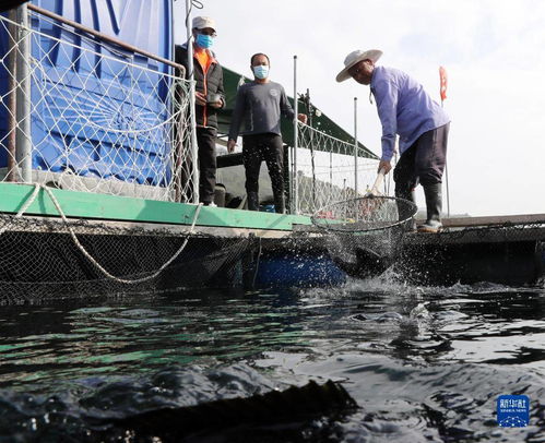渔排之上，香港的另一面 从渔业饲料销售看城市多元生态